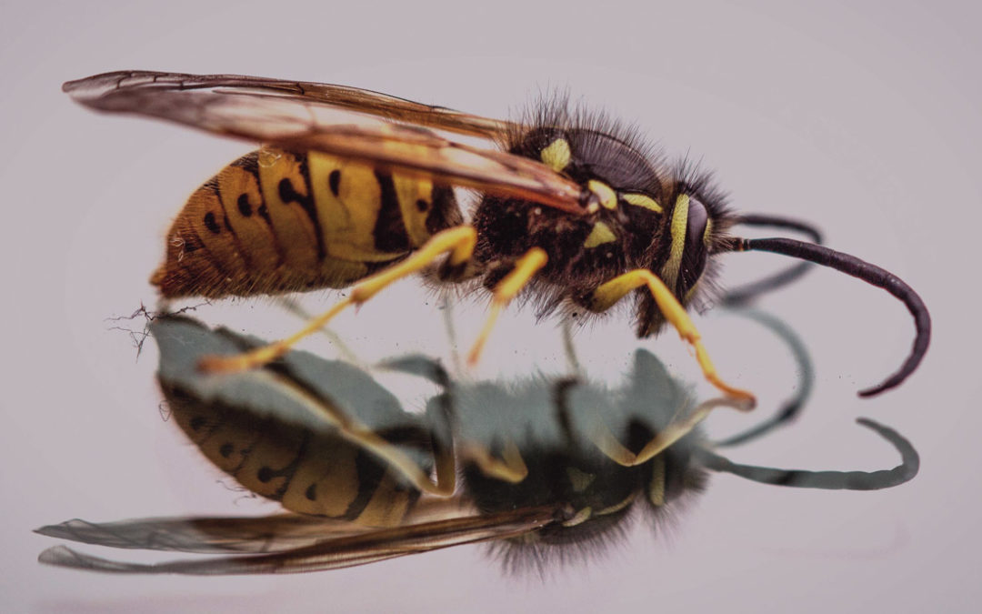 Hilfe bei Insektenstichen